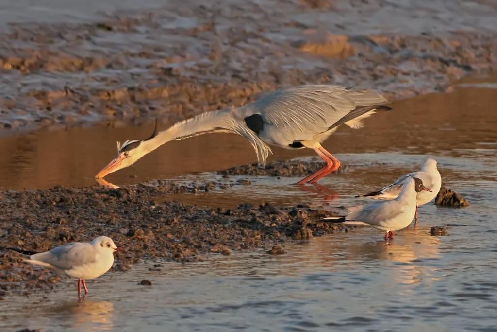 Rencontre Terre Et Mer Villeneuve-en-Retz ภายนอก รูปภาพ